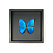 Opgezette vlinder in elegant zwart houten lijst - Morpho menelaus