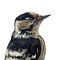 Mounted lesser spotted woodpecker (female)
