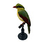 Mounted common green magpie (B)