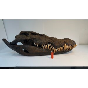 Skull saltwater crocodile (Replica)