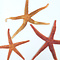 Mediterranean red starfish