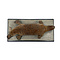 Antique mounted platypus