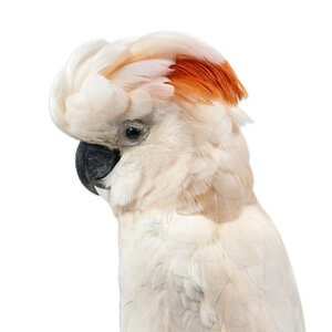 Mounted salmon-crested cockatoo