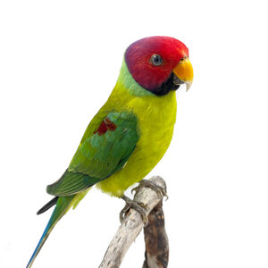 Mounted plum-headed parakeet