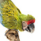 Mounted Great Green Macaw