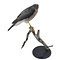 Mounted sparrowhawk (B)