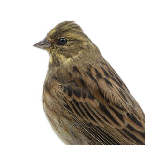 Mounted Yellowhammer