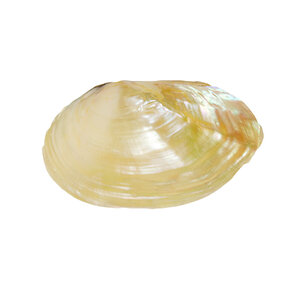 Bivalve shell (white)