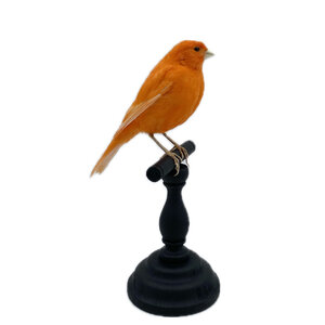 Mounted orange canary