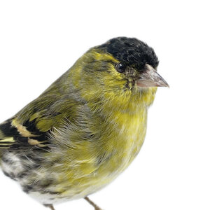 Mounted eurasian siskin