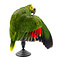 Mounted turquoise-fronted amazon