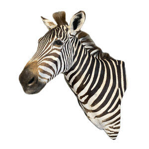 Zebra trophäe