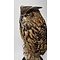 Mounted Eurasian eagle-owl