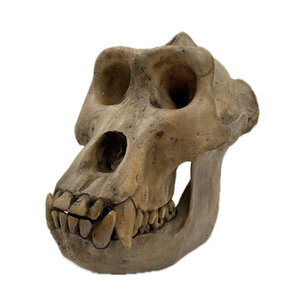 Skull gorilla (replica)