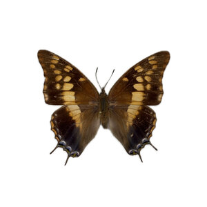 Charaxes Guderiana (vrouw)