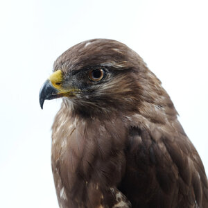 Mounted common buzzard