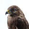 Mounted common buzzard