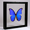 Morpho didius in schwarzem Doppelglasrahmen 25 x 25 cm