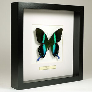 Papilio blumei in zwarte lijst 25x25cm