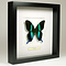 Papilio blumei in black frame 25 x 25 cm