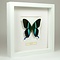 Papilio blumei in weißem Rahmen 25 x 25 cm