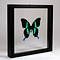 Papilio blumei in zwarte dubbelglas lijst 25x25cm