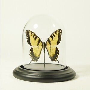 Glass dome with mounted butterfly - Papilio machaon (1)