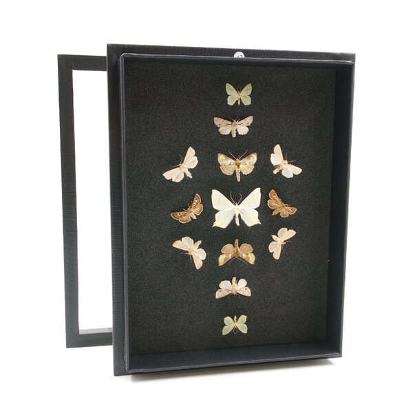 Moths in insect box (black)