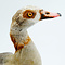 Mounted Egyptian goose (A)