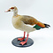 Mounted Egyptian goose (B)