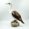 Mounted northern gannet