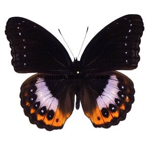 Hypolimnas pandarus (male)