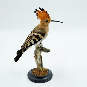 Mounted Eurasian Hoopoe