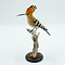 Mounted Eurasian Hoopoe