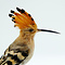 Mounted Eurasian Hoopoe