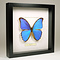 Morpho didius