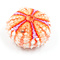 Sea Urchin Maillardi