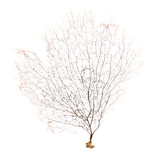 Sea fan (L) without stand