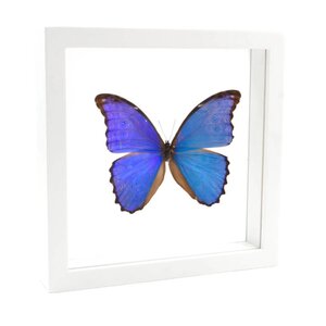 Morpho didius in witte dubbelglas lijst 25x25cm