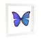 Morpho didius in white double-glass frame 25 x 25 cm