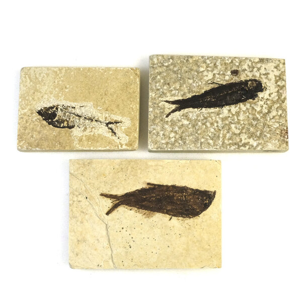 Fossiele vis (klein)