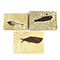 Fossilized fish (small)