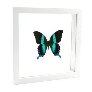 Papilio blumei in weißem Doppelglasrahmen 25 x 25 cm