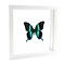 Papilio blumei in weißem Doppelglasrahmen 25 x 25 cm