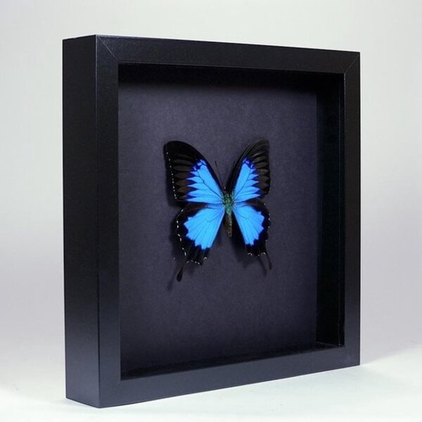 Papilio Ulysses Ulysses in elegant zwarte lijst 25x25cm