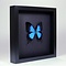 Papilio Ulysses Ulysses im elegant schwarzen Holzrahmen 25 x 25 cm