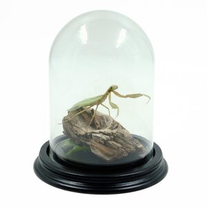 Glass dome with praying mantis