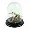 Glass dome with praying mantis