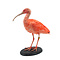 Mounted scarlet ibis