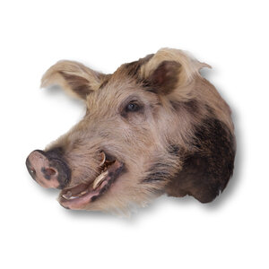 Mounted boar (crossbreed) trophy